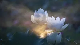 雲自無心水自閑，一念心輕萬事安