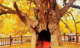 國家二級保護的300年銀杏被砍 當地警方：正在調查處理