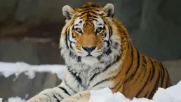 「嚇」狼加單手拎虎 網紅東北虎育幼師帶火動物園：打賞都給動物改善夥食