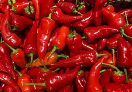 靜寧果農王恩科：辣椒采摘前施肥技術