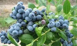 年輕人悄悄迷上藍莓盆栽，一個月成交超百萬盆，原因有哪些？種出來的藍莓和市場上買的有區別嗎？