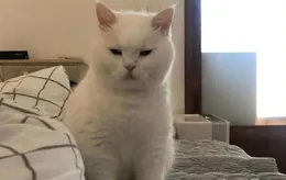 小貓咪可以吃藍莓嗎