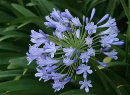 養死算我輸！「懶人花」龍吐珠這樣養，花多到壓彎枝