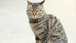 世界上唯一一個慶祝「貓年」的國家