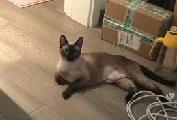 有對貓咪過敏，還堅持在養貓的朋友嗎？