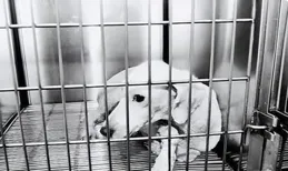 新聞追蹤丨狗狗送寵物店寄養猝死，主人網路曝光遭商家起訴，一審判了