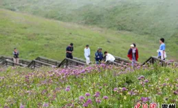 花海畢節美景正盛！媒體、大V啟程看畢節！