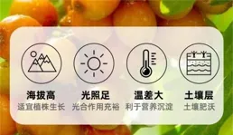 沙棘有什麽用？哪裏的沙棘原漿品質最好最純正？選它們準沒錯！