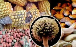 二手平台發黴橘子標價 500 元，這是玩梗還是真有科研價值？黴變的橘子有哪些危害？