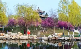 興慶宮花海C位，定格春日大片