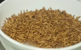 基因編輯昆蟲：小身材也有大潛力