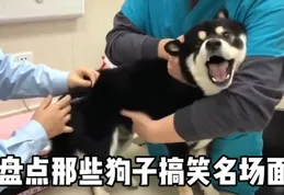 15張人類搞笑迷惑行為圖片大賞！最後一張直接讓我笑到捶墻！