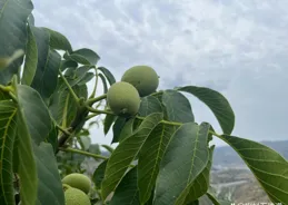 靜寧果農王恩科：核桃樹的嫁接技術