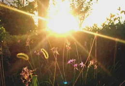 隨筆：靜看花開花落，閑觀雲卷雲舒