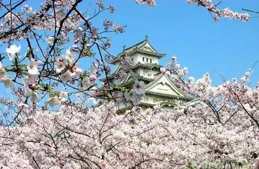 城陽櫻花大道迎來盛花期，千株雙櫻繪就春日浪漫畫卷