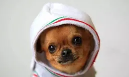 寵物犬又吐又拉稀是怎麽回事？