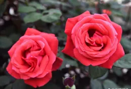 最強大的活法就是對一切無所謂，看破生死活得最自在，懂得幾件事