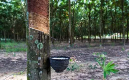 科普風采 · 海南｜走進儋州熱帶農科產業園