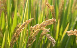 智慧秋收｜想知道稻田「呼吸」的秘密？智慧AI助手來幫你！