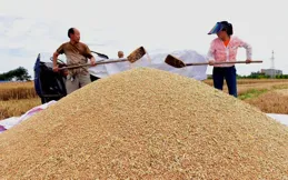 農民日報深度報道：生物育種：大勢所趨