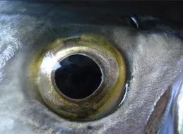 「眼睛畫好魚就活了！」福建90後美女花10年學習非遺魚拓，作品最高賣10萬