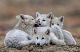 如何看待猴子為報復幼崽被狗殺死，屠盡全村250多條狗崽，抓屋頂樹上活生生摔死，還想殺死小孩？