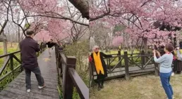 福山區清洋街道雲龍山社群舉辦櫻花樹下的音樂會活動