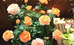 紅色軍事物件展亮相世界月季博覽會丨南陽月季 香飄五洲
