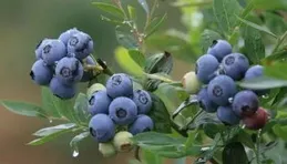 藍莓表面的白霜是農藥殘留？