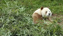 大熊貓只有黑白照？辟謠了辟謠了！