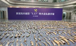 海關總署：允許越南毛燕和食用燕窩進口