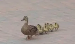 公共交通更符合低碳出行的理念但是卻無法滿足個人化需求，有沒有融合兩者的解決方案？