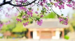 春深花欲燃！請查收這「心動瞬間」