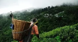 英國下午茶文化背後不為人知的故事