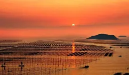 福建霞浦：35萬畝「海上田園」鋪就富民路