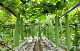 高溫時節絲瓜植株生長註意事項