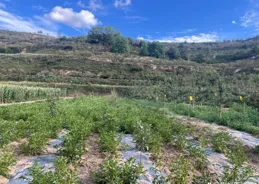 靜寧果農王恩科：地膜覆蓋馬鈴薯栽培種植技術