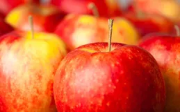 如何做好蘋果園的當前管理工作