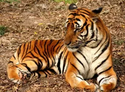 徐龍輝：虎島行