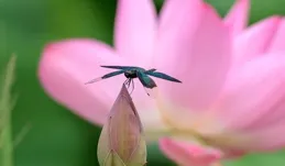 蜻蜓輕飛點水往來忙、MOVA i10 輕量機王雙刷雙倍清潔灰塵現 ｜MOVA 蜻蜓吸塵器 i10測評