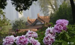 春日圓明園：牡丹花開，國色天香映古園