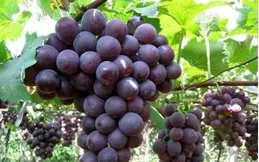 靜寧果農王恩科：葡萄上架技術