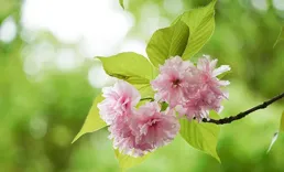 張欣：無利也要起早