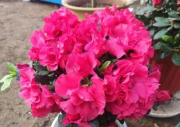 這5種「短命花」，開完就死太坑人，再漂亮也別買！