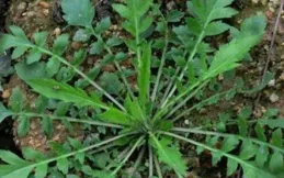 四月吃點野菜，或有助於減輕腎臟疾病！醫生提倡：4種野菜可多吃