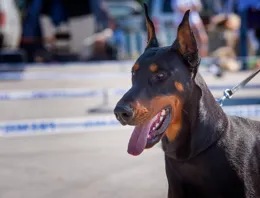 杜賓犬能聽懂人話嗎