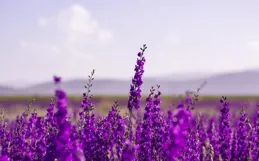 世界最長牡丹長卷誕生，洛陽嵩縣「藝術點亮鄉村」繪就振興新圖景