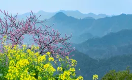 熬夜臉黃，黃芪水來調養