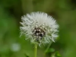 中年女子，每天堅持用敏督利泡水喝，後來身體狀況怎麽樣了？