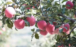 靜寧果農王恩科：雨後采摘蘋果的註意事項